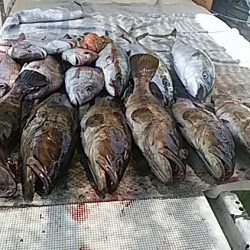 大物釣果速報！●光義丸：平戸市早福港