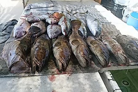 大物釣果速報！●光義丸：平戸市早福港