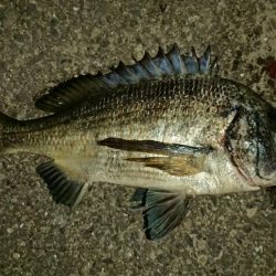 またもや起死回生