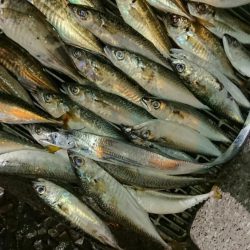 アジのサイズも良くなってきた