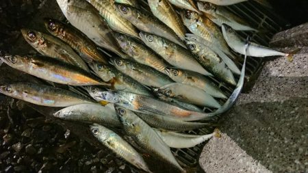 アジのサイズも良くなってきた