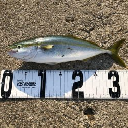 淡路島でショアジキ+ワインド