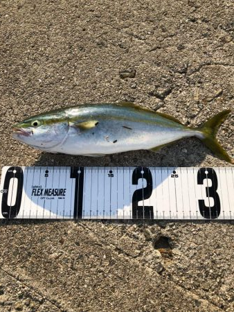 淡路島でショアジキ+ワインド