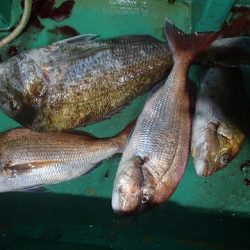 第二むつ漁丸 釣果