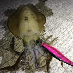 大阪で夏イカエギング