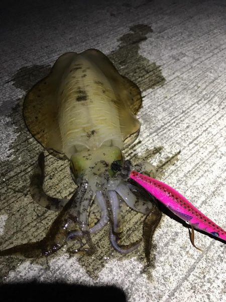 大阪で夏イカエギング