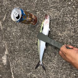 今日もサゴシー