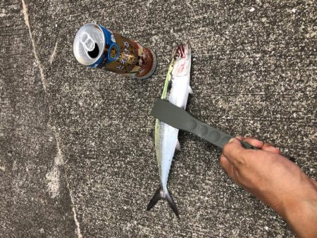 今日もサゴシー