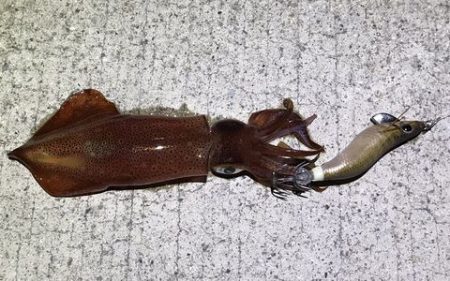 少ないけど、なんとか！