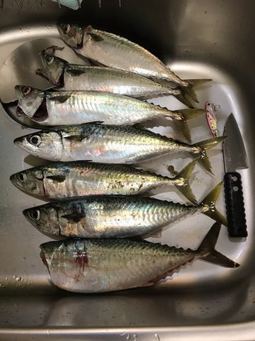 ついに・・・・