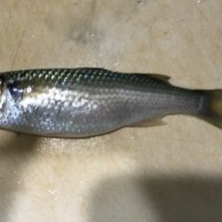 大磯港でサビキング