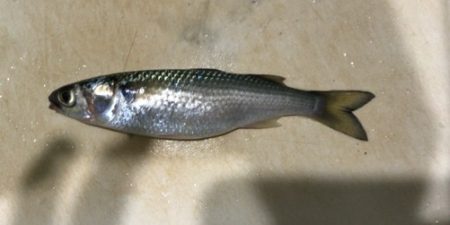 大磯港でサビキング