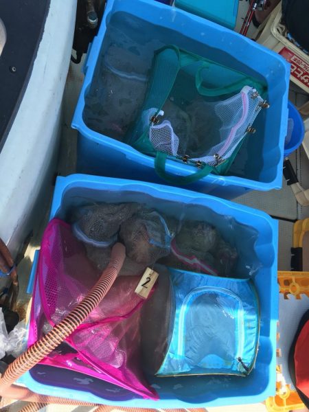 マダコ釣り釣果