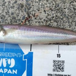 田子の浦 良型シロギス釣れてます!