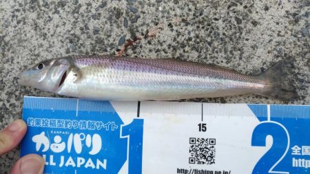 田子の浦 良型シロギス釣れてます!
