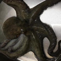 ワインドオクトパッシング