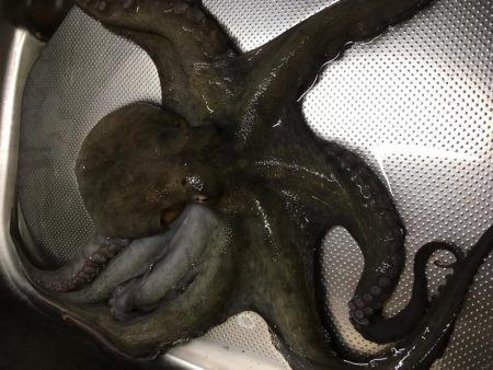 ワインドオクトパッシング