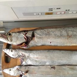 朝まずめワインド