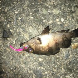 ライトゲーム根魚