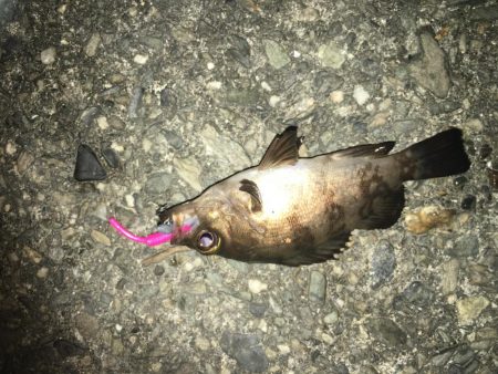 ライトゲーム根魚