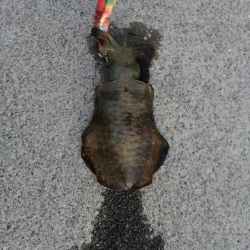 アオリ新子調査