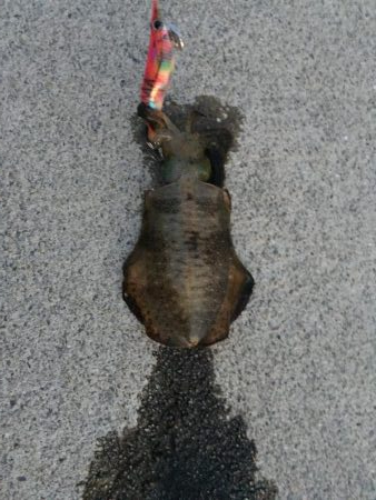 アオリ新子調査