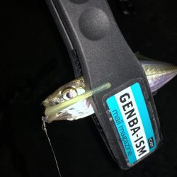 マゴバチで癒しのアジング釣行