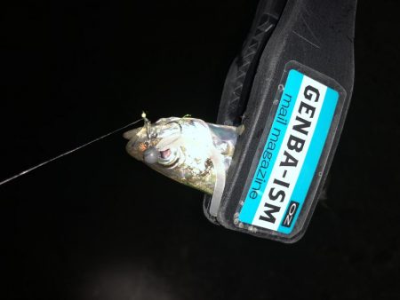 癒しのアジング