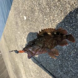 激アツ真夏のガシリング！