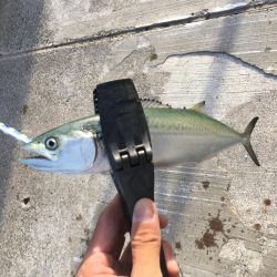 タチウオ開幕戦！とLSJで五目釣り！