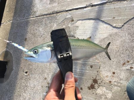 タチウオ開幕戦！とLSJで五目釣り！