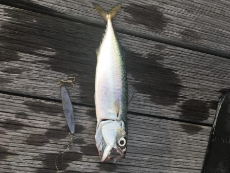 天保山の中央突堤にてライトショアジギング