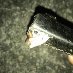 豆アジしかいない