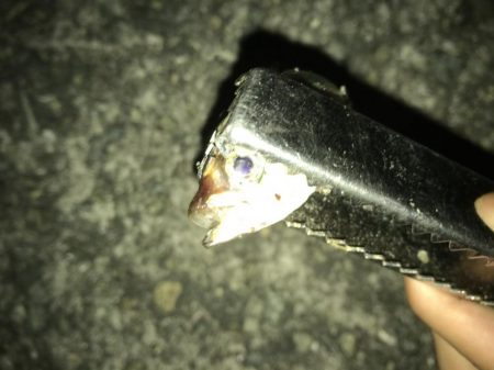 豆アジしかいない