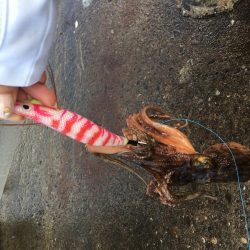 オクトパッシング