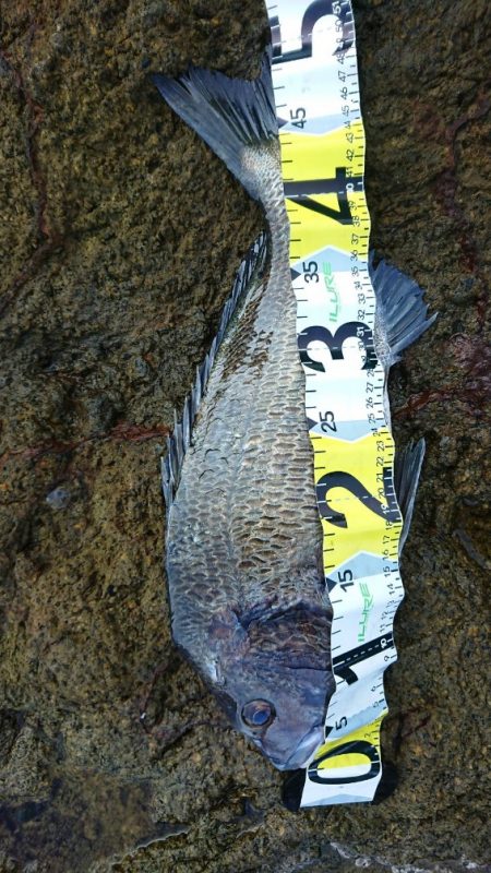 チニング&ロックフィッシュ