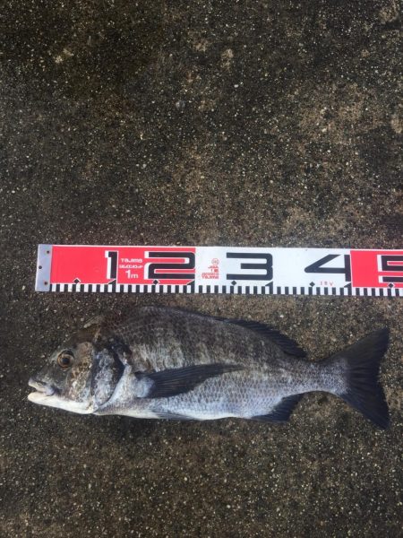 良型チヌゲット！！