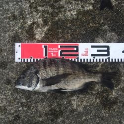 クロダイ絶好調！