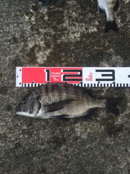 クロダイ絶好調！