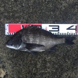 良形クロダイ好調！！