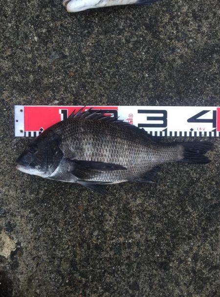 良形クロダイ好調！！