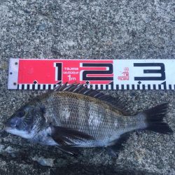 30ｃｍクラス　チヌもグレも好調！！