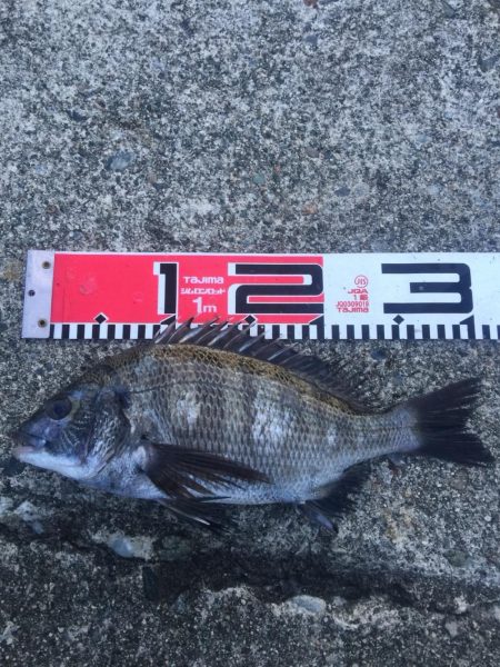 30ｃｍクラス　チヌもグレも好調！！
