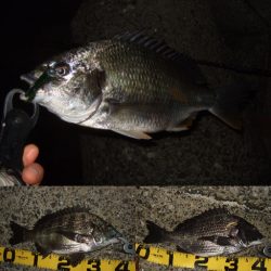 マチヌ狙いのチニング