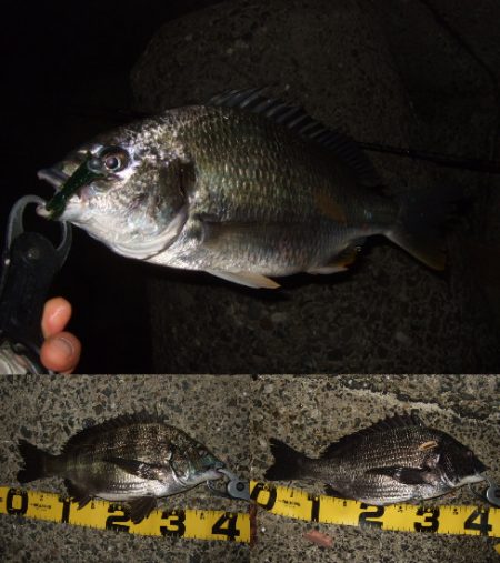 マチヌ狙いのチニング