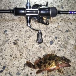 ついに芦屋にアジ!?