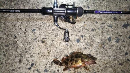 ついに芦屋にアジ!?