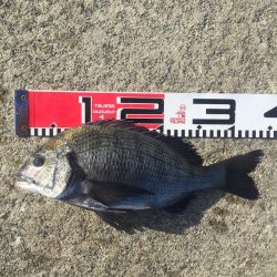 小型ながら黒鯛好調！35ｃｍ