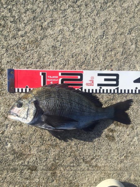 小型ながら黒鯛好調！35ｃｍ