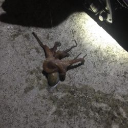 黒鯛　チャリコ　タコもゲット！！